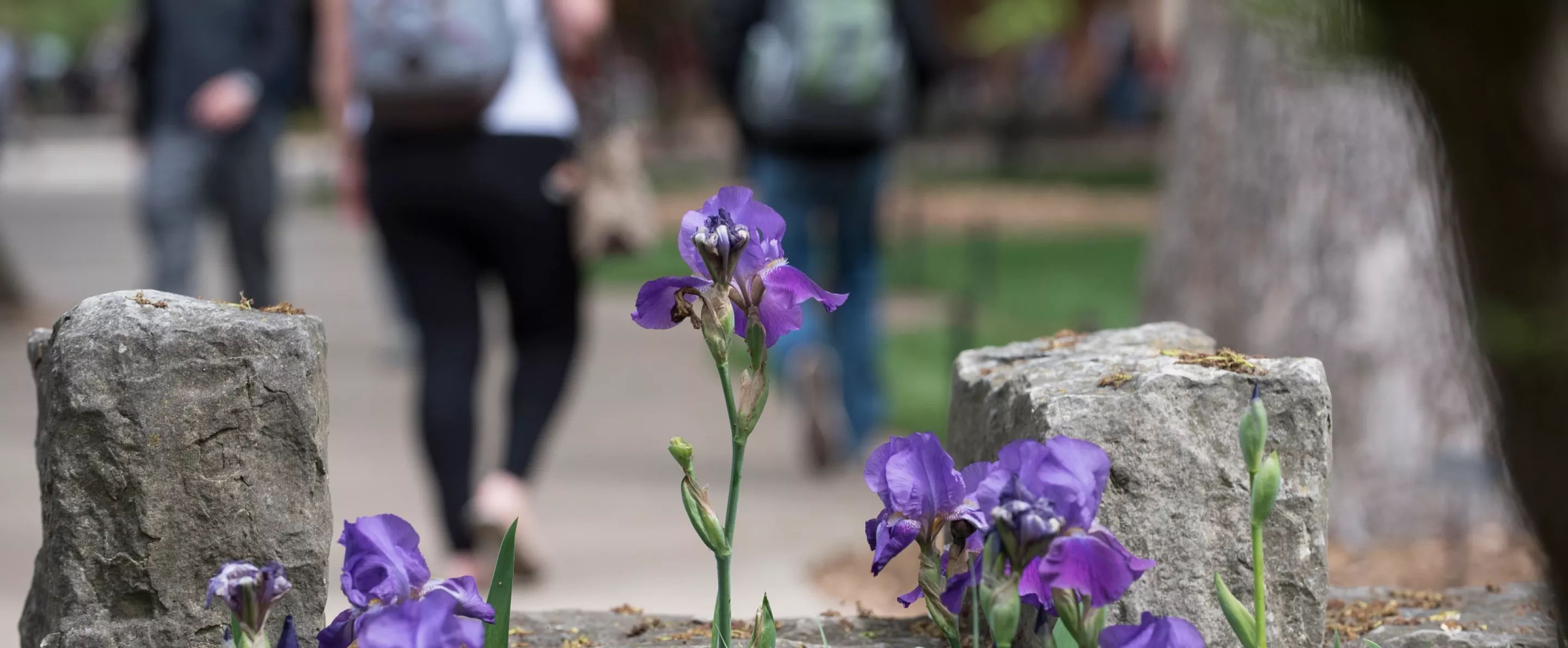 Purple flowers on Belknap Campus
